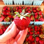 5 Pick Your Own Fruit Farm Dates in Greater Boston